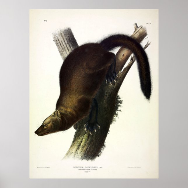 Poster Fisher (Martre de Pennant ou Fisher de Chat) par A (Devant)