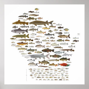 Poster Fishes of Wisconsin