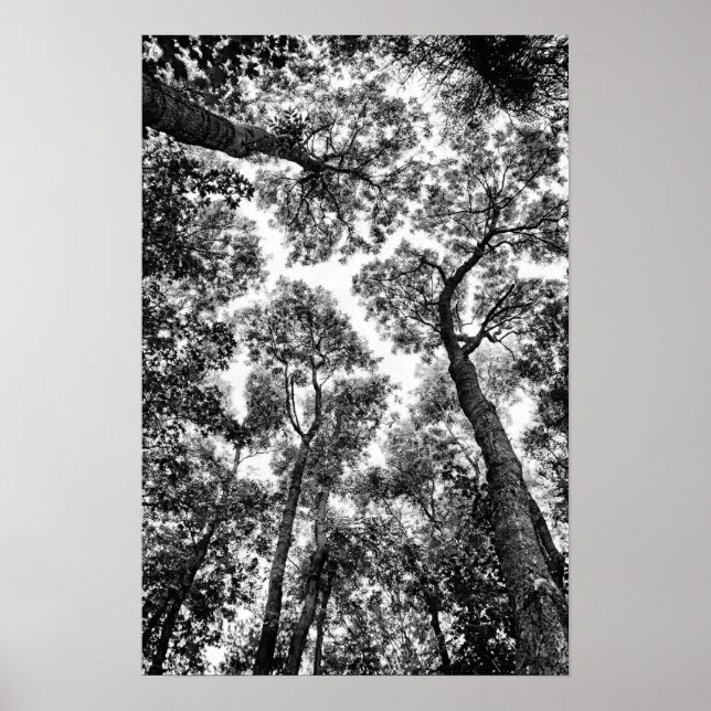 Poster Fit naturel (sommet de l'arbre) (Devant)