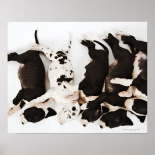 Poster Five Harlequin Great Dane puppies sleeping