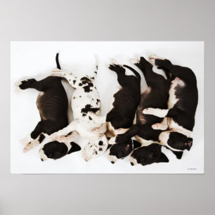 Poster Five Harlequin Great Dane puppies sleeping