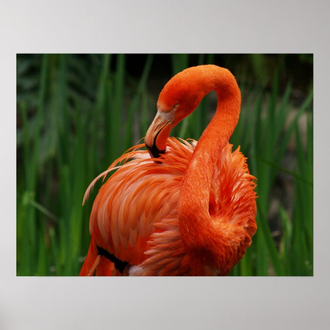 Poster flamant (Devant)