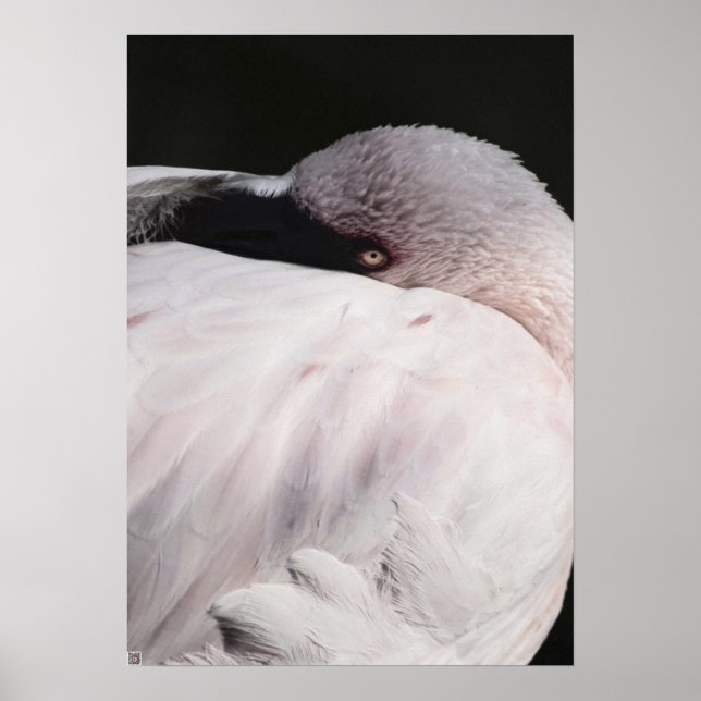 Poster Flamant (Devant)