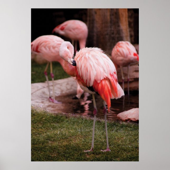 Poster Flamant - Le Flamant (Devant)