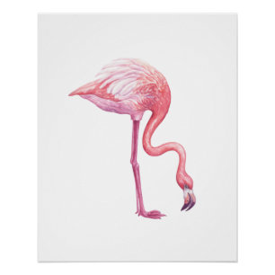 Poster Flamant rose
