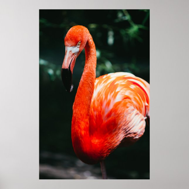 POSTER FLAMANT ROSE (Devant)