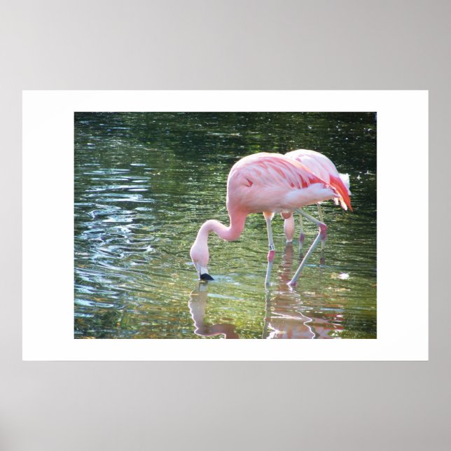 Poster Flamant rose (Devant)