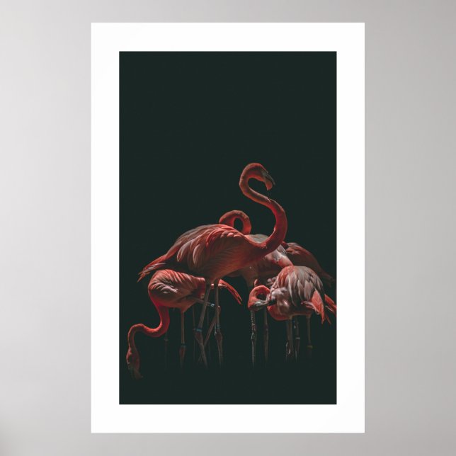 Poster Flamant rose (Devant)