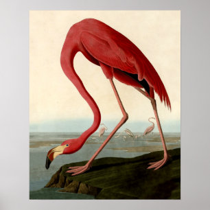 Poster Flamant rose américain d'Audubon