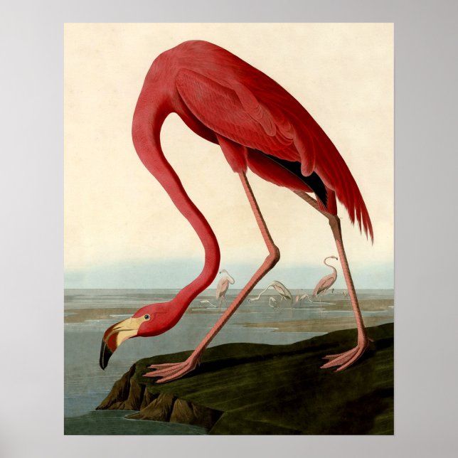 Poster Flamant rose américain d'Audubon (Devant)