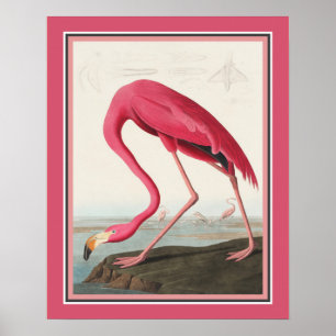 Poster Flamant rose américain d'Audubon