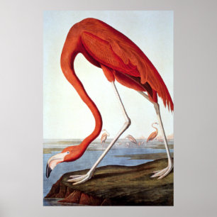 Poster Flamant rose américain - Faune par John Audubon