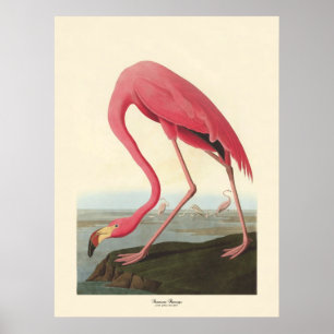 Poster Flamant rose américain   John James Audubon