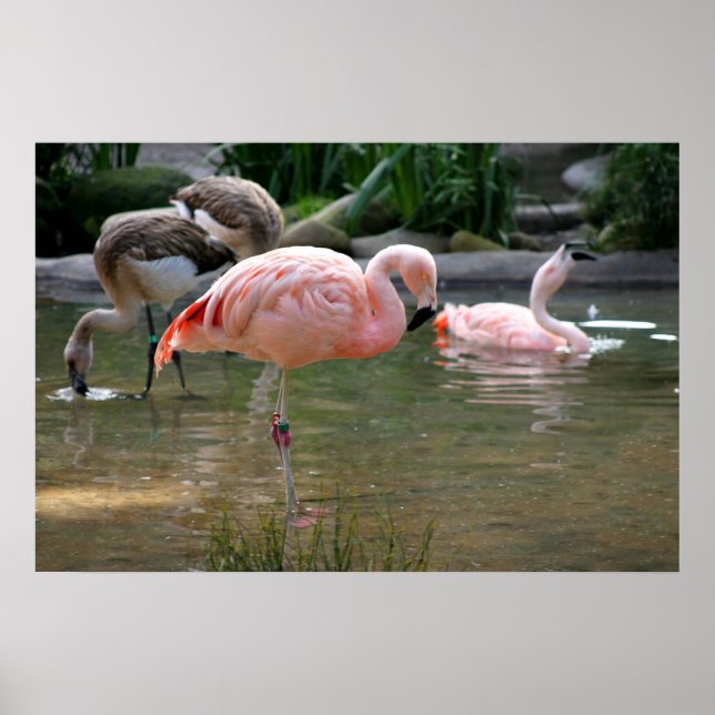 Poster Flamant rose chilien (Devant)