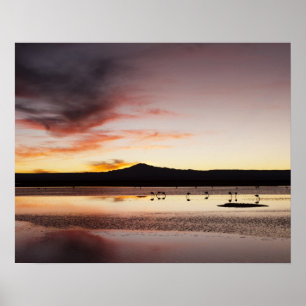 Poster Flamant rose chilien