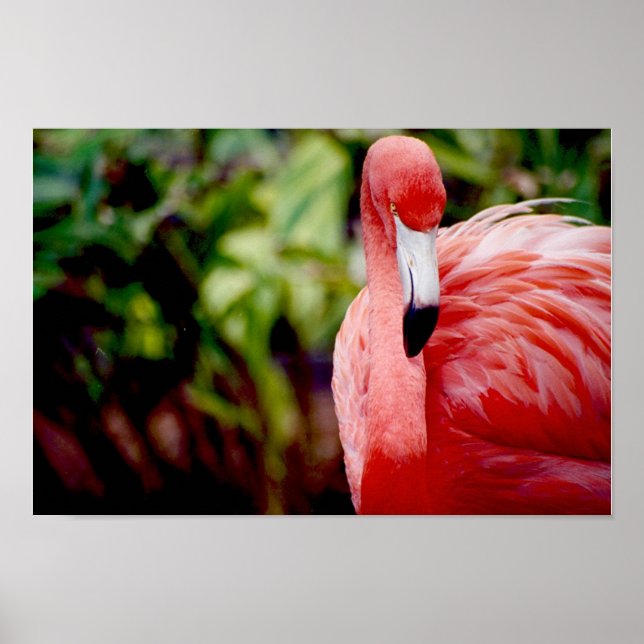 Poster Flamant rose Floride 1 (Devant)