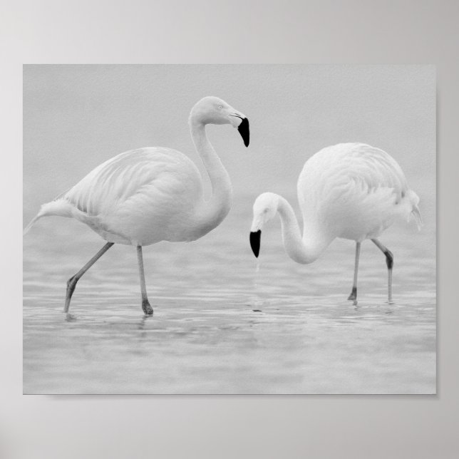 Poster Flamant rose noir et blanc Art tropical imprimable (Devant)