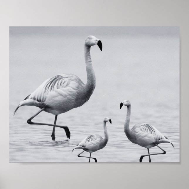 Poster Flamant rose noir et blanc Art tropical imprimable (Devant)