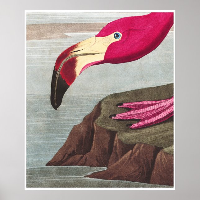 Poster FLAMANT ROSE PARK Audobon American Flamant rose Po (Devant)
