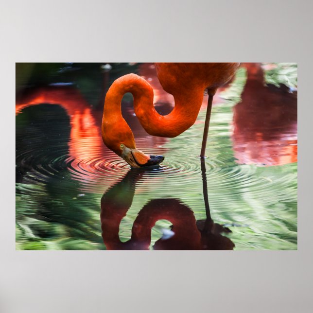POSTER FLAMANT ROSE ROSE (Devant)