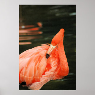 Poster Flamant rose rose