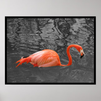 Poster Flamant rose rose