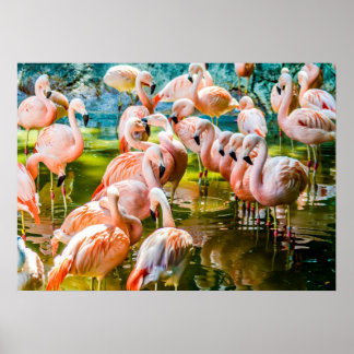 Poster Flamant rose rose