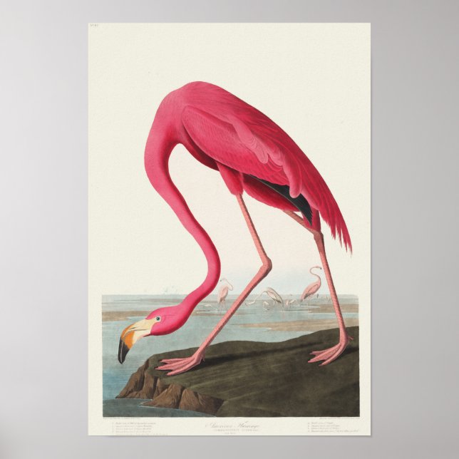 Poster Flamant rose rose (Devant)