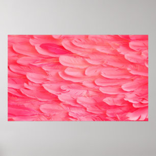 Poster Flamant rose rose Feathersflamingo, plume, rose, t