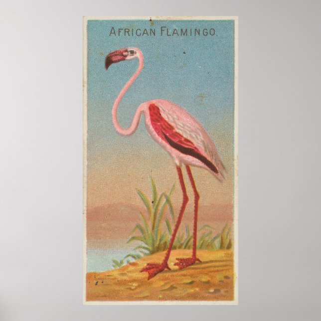 Poster Flamant rose rose vintage (1889) (Devant)
