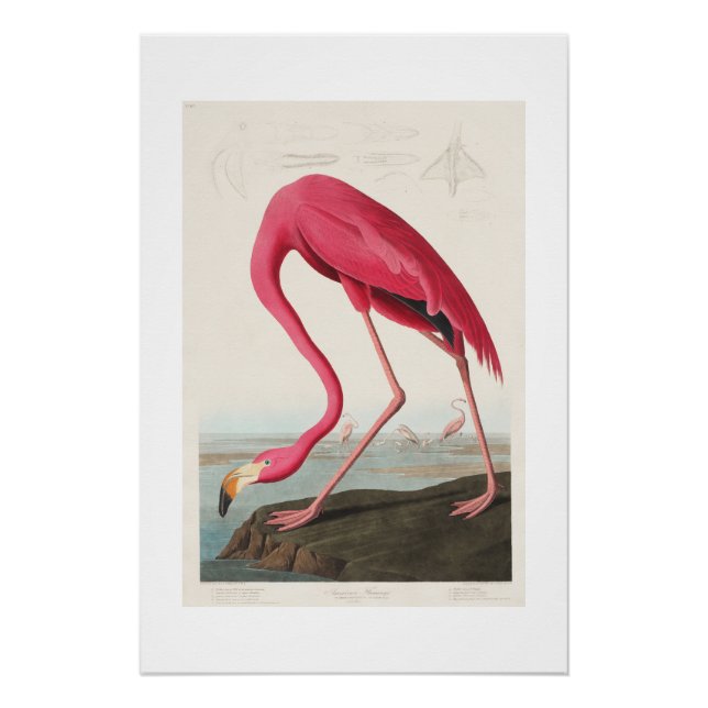 Poster Flamant rose rose vintage Audubon (Devant)