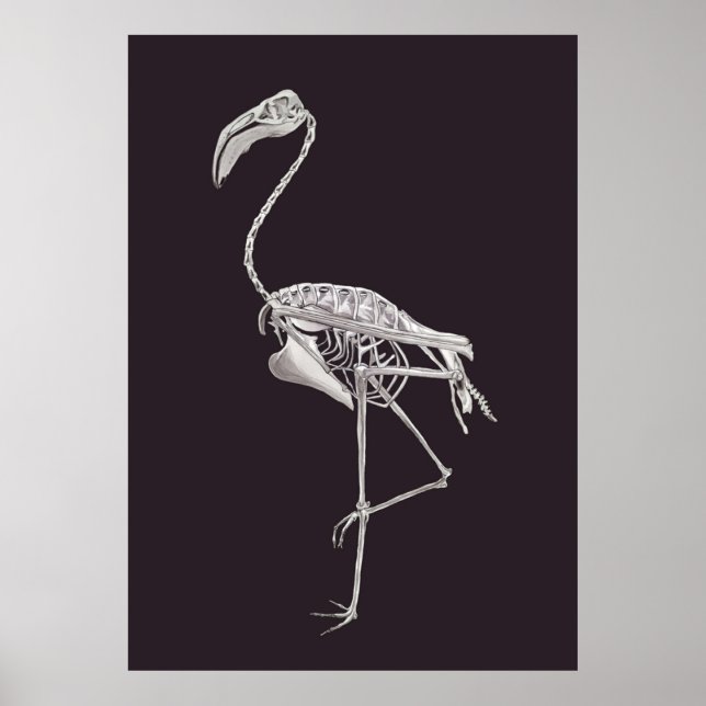 Poster Flamant rose Squelette Oiseau Halloween Anatomie a (Devant)