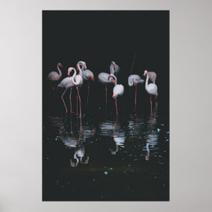 POSTER FLAMANT ROSE SUR ARRIÈRE - PLAN SOMBRE