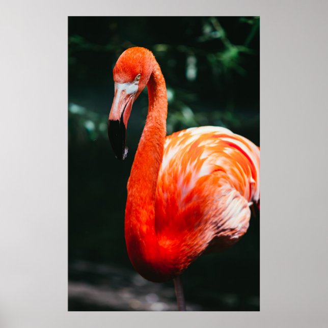 POSTER FLAMANT ROSE VIBRANT - PHOTO (Devant)