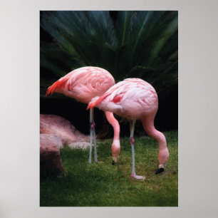 Poster Flamant - Un ensemble de flamants roses