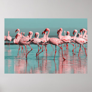 Poster Flamants africains sauvages