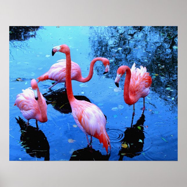 Poster Flamants en train de danser (Devant)