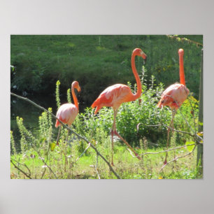 Poster Flamants roses