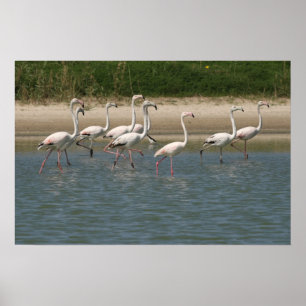 Poster Flamants roses