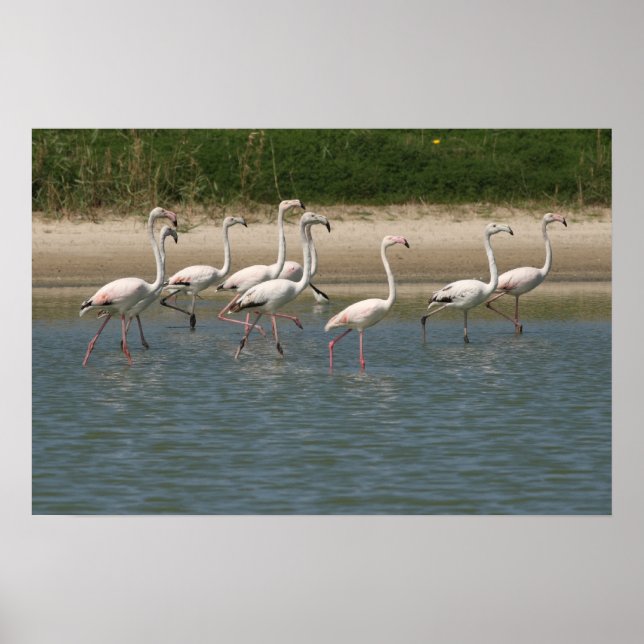 Poster Flamants roses (Devant)