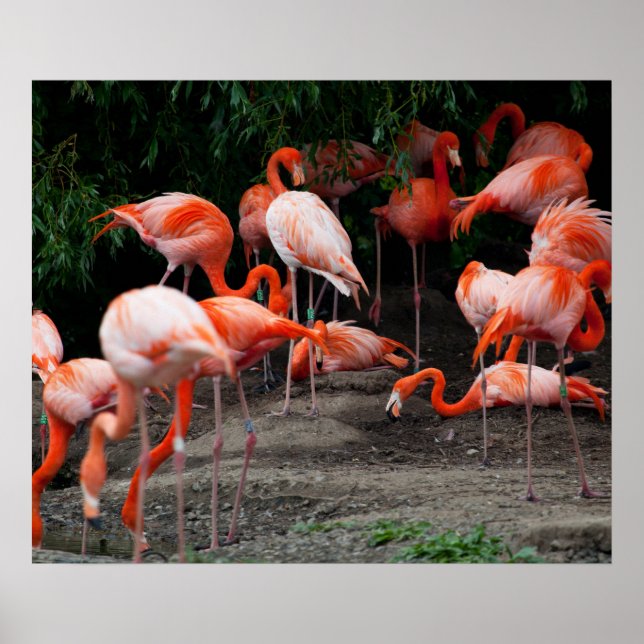 Poster Flamants roses (Devant)