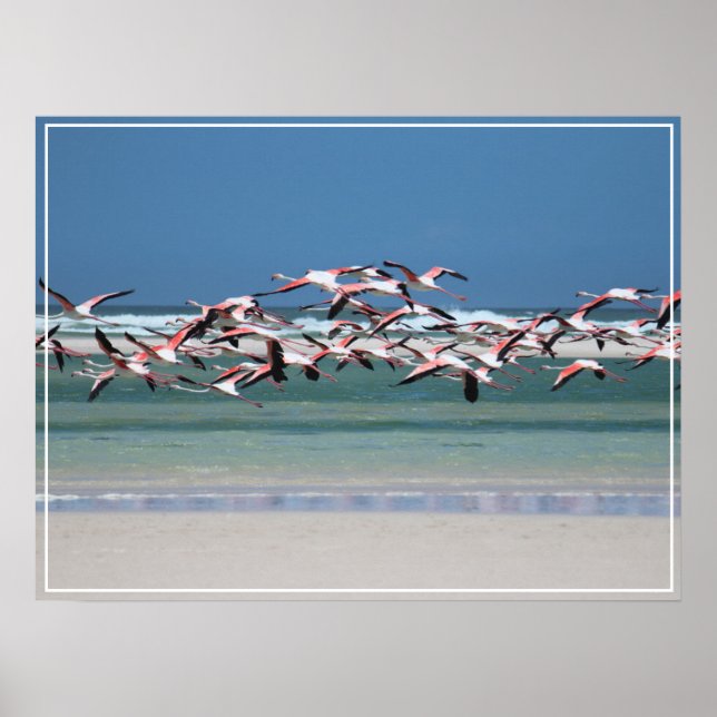 Poster Flamants roses-affiches (Devant)