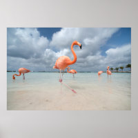 Flamants roses Beach Aruba
