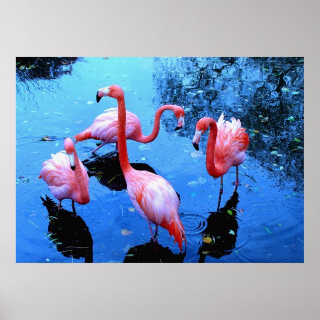 Poster Flamants roses dansant (Devant)