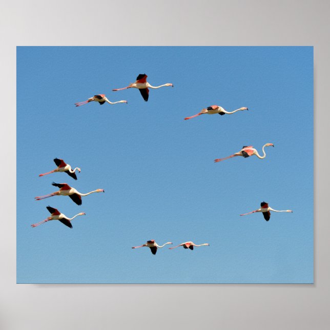 Poster Flamants roses en vol (Devant)