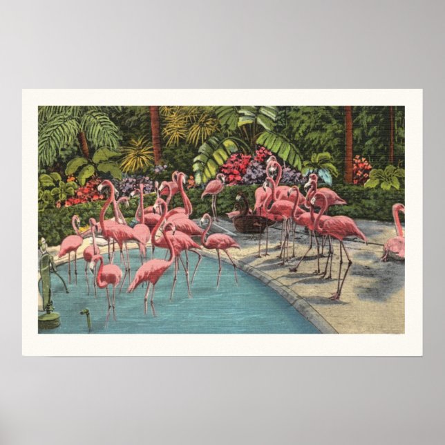 Poster Flamants roses majestueux Imprimer (Devant)