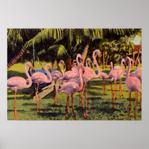 Poster Flamants roses roses en Floride