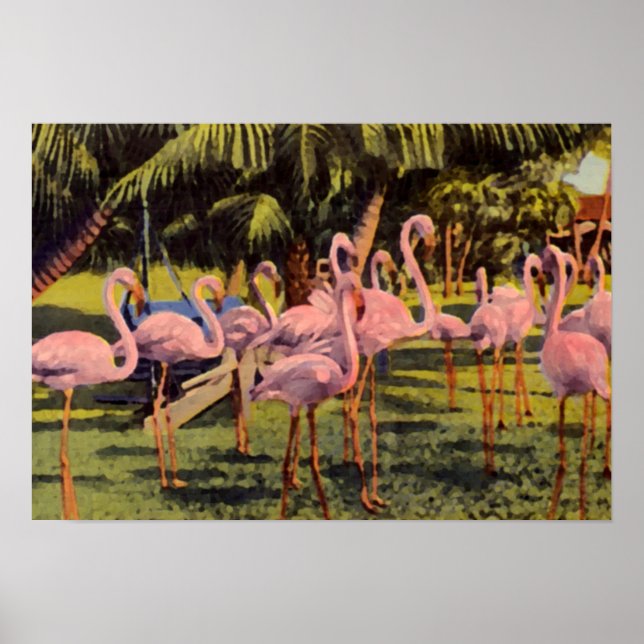 Poster Flamants roses roses en Floride (Devant)