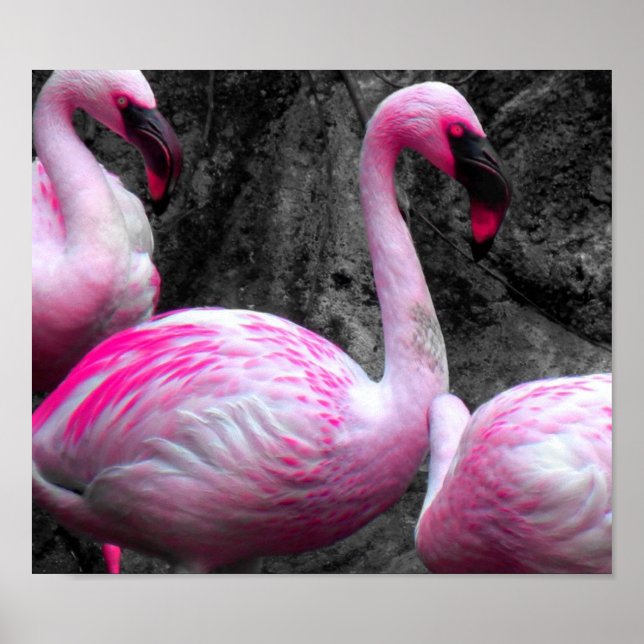 Poster ~Flamants roses roses~ FLAMANTS ROSES ROSES, CUSTO (Devant)