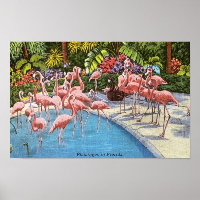 Poster Flamants roses Roses vintages En Floride (Devant)